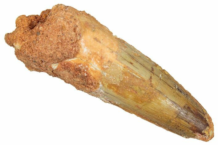 Fossil Spinosaurus Tooth - Real Dinosaur Tooth #353061